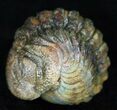 Bumpy, Enrolled Barrandeops (Phacops) Trilobite #11261-1